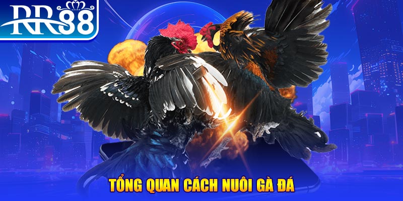 s666 plus xổ số thứ ba