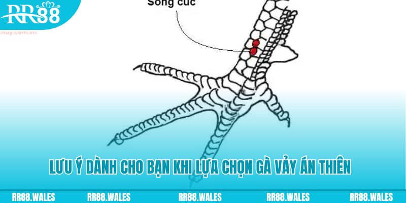 s666 plus xổ số khánh hòa
