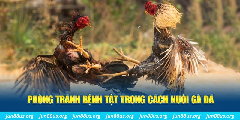 s666 plus natural” trong baccarat nghĩa là gì？